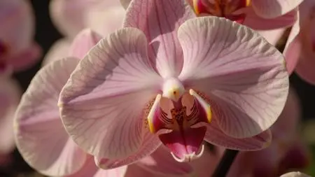 Photography,Girl,Physical/Facial feature,Checkpoint,FLUX.1