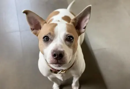 Realistic,Street Photography,Girl,Checkpoint,SDXL