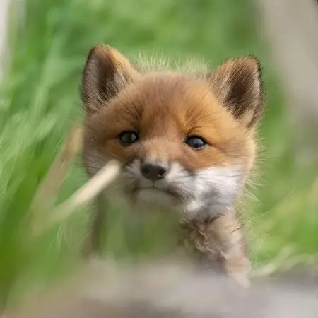 Object Enhance,Other,FLUX.1