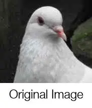 Object Enhance,Other,FLUX.1