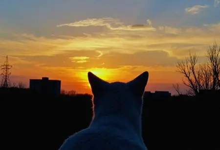 Portrait Photography,Girl,Object Enhance,Checkpoint,FLUX.1