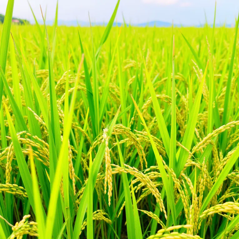 Lorar Rice Lux Lora canh dong lua rice fields vietnam-LoRA-Thái Trần-Shakker