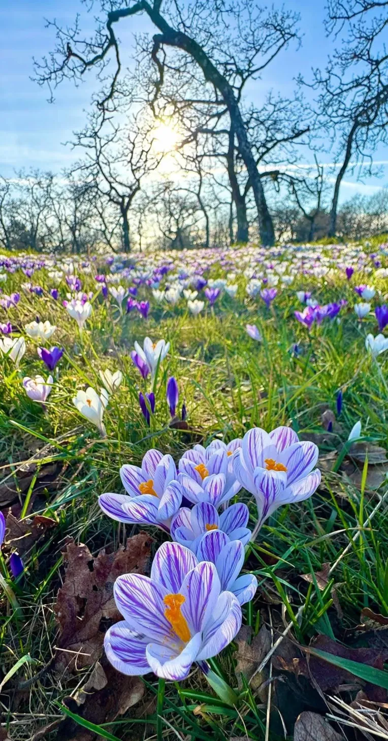 Style Boost,Landscape,Nature Photography,LoRA,FLUX.1